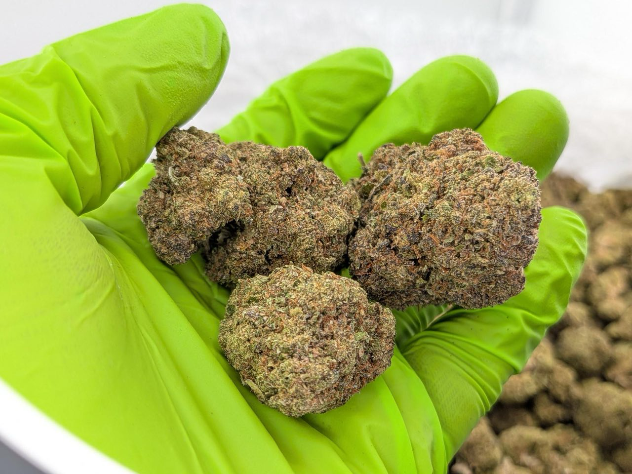 Candy Runtz strain